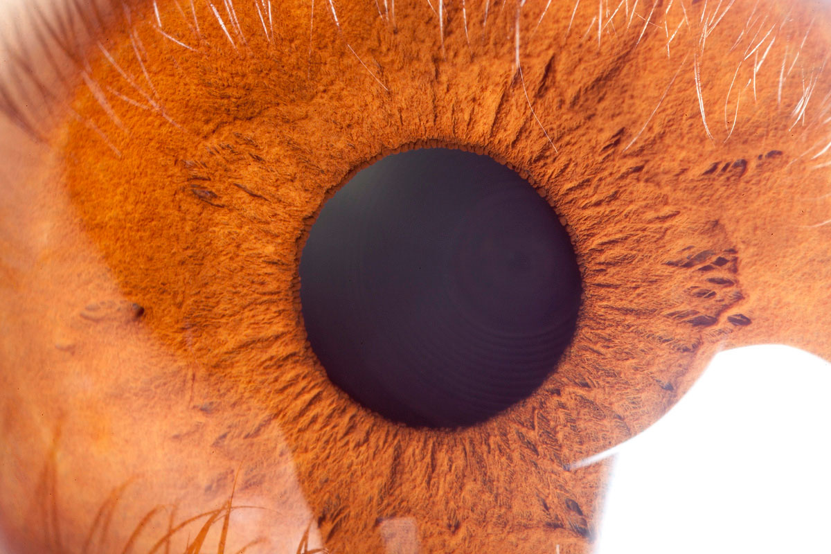 Ampliação 4X de um olho humano, com a EOS 5D Mark II em f/11 1/80 ISO160
