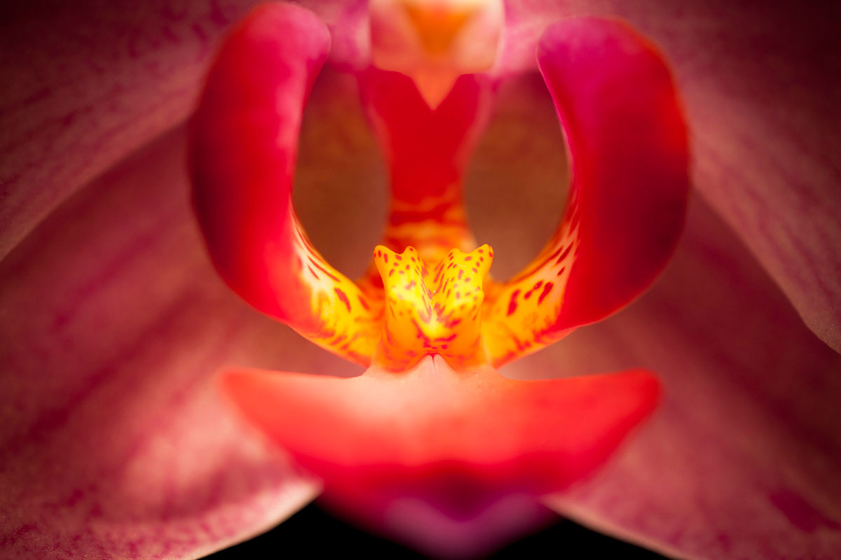 1X magnification of a flower, with the EOS 5D Mark II at f/4 1/10 ISO100