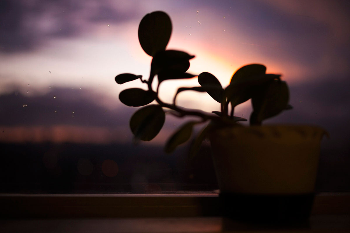 Backlit plant with the Canon EOS 5D Mark II at f/1.4 1/125 ISO320