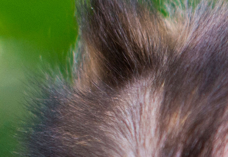 Crop 100%, detalhes estão lá em pêlos de animais.
