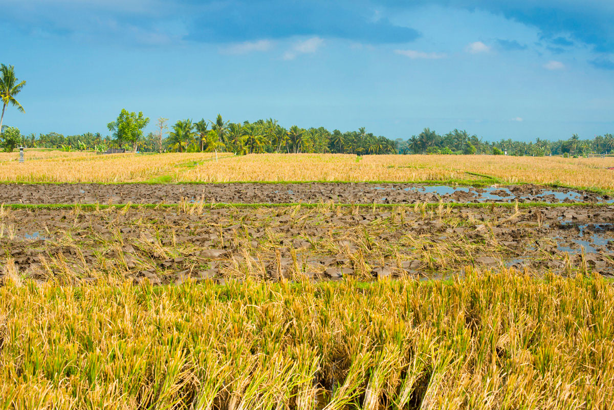 “Campo de arroz” em f/8 1/250 ISO100; paisagens e luz do sol garantem detalhes máximos.