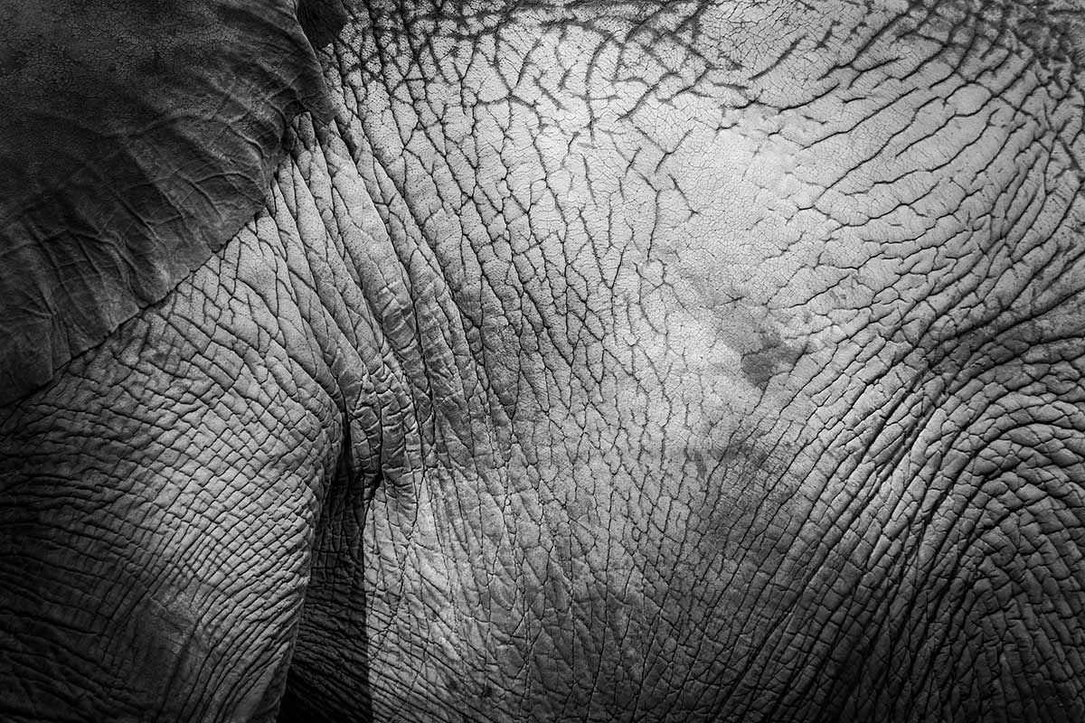 “Elefante” at f/8 1/350 ISO800 @ 300mm.