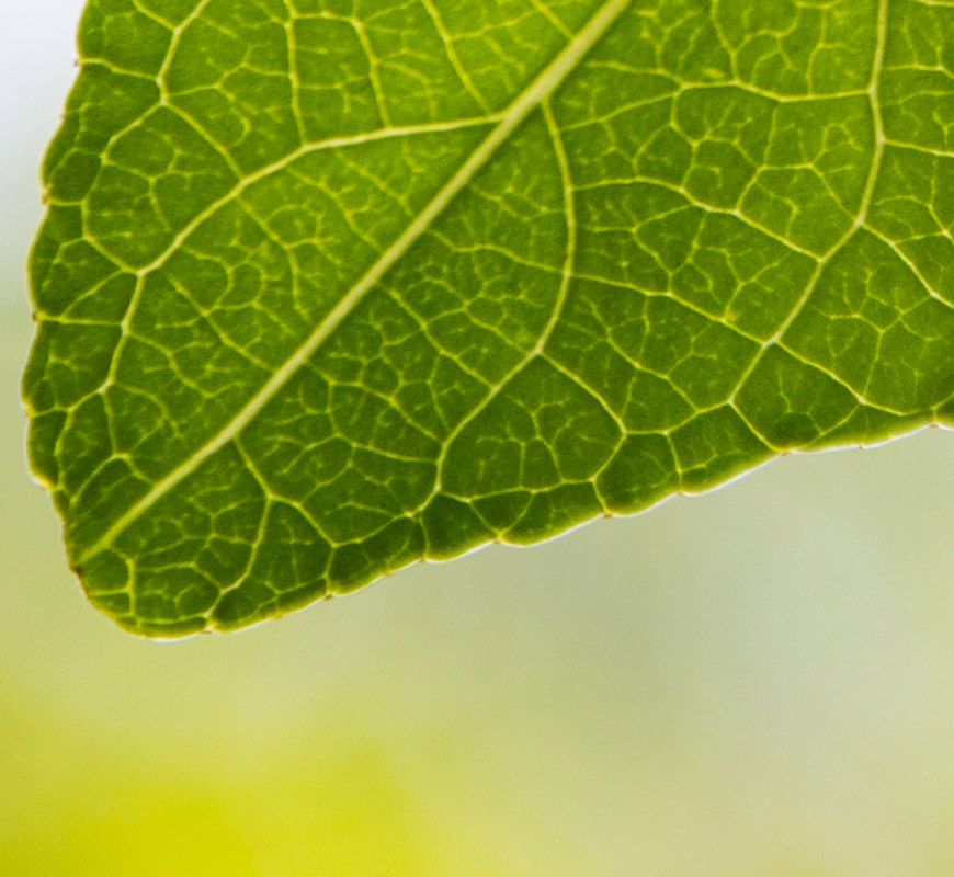 detail green leaf