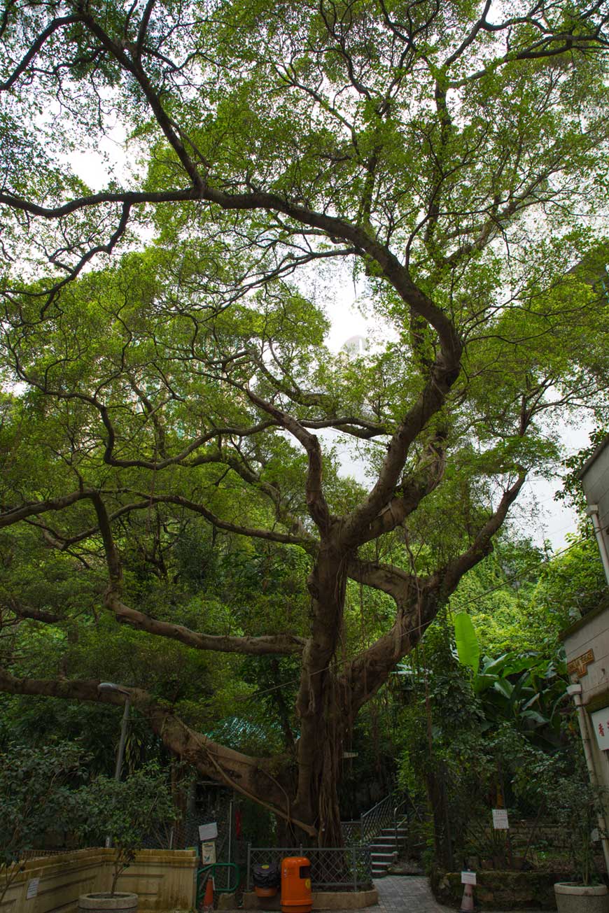 “Árvore” em f/8 1/25 ISO100 @ 24mm.