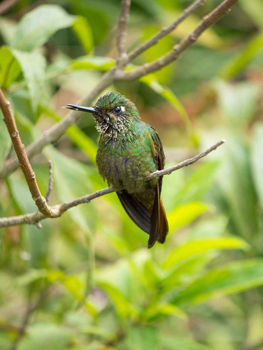 “Passarinho” em f/6.3 1/400 ISO640 @ 210mm; todas as fotos com a Sony A6500.